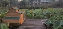 Big wooden chicken